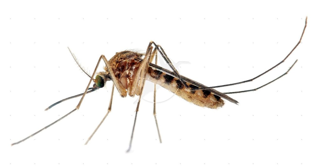 Mosquito From Kay County Tests Positive for West Nile Virus