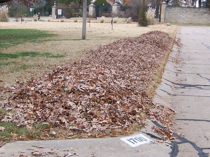 Autumn Leaf Collection in Ponca City