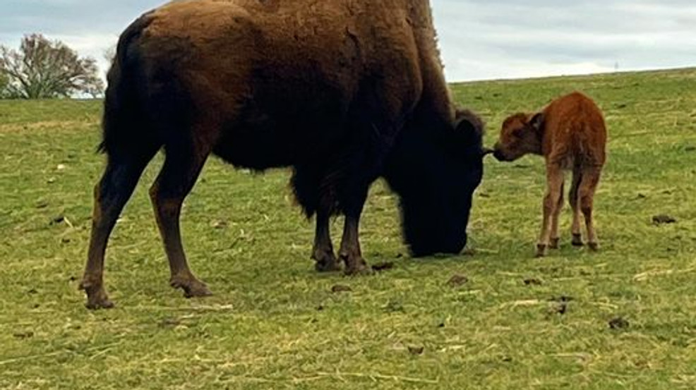 Pawnee Bill Ranch and Museum Announces Birth of Bison Calf