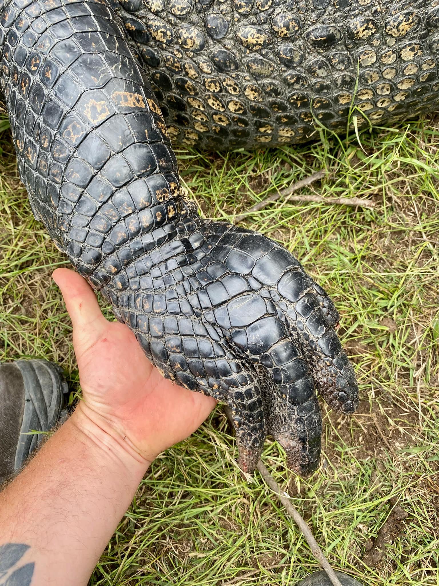 Alligators in Oklahoma Return