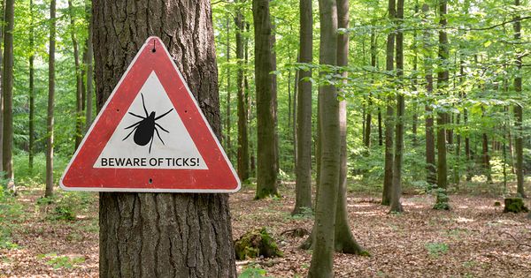 Be Aware of Ticks During Summer Season