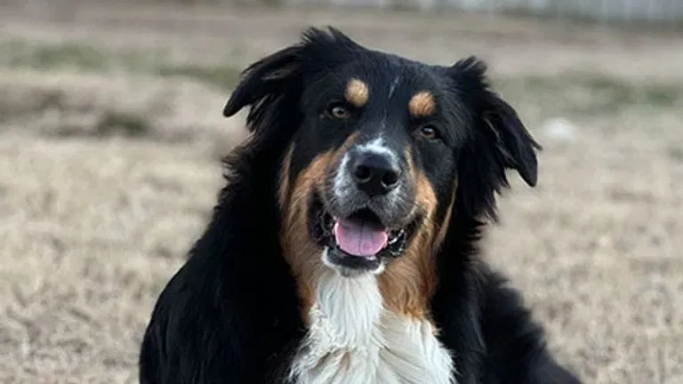 OKLAHOMA DOG GETS NATIONAL RECOGNITION FOR HIS WACKY NAME