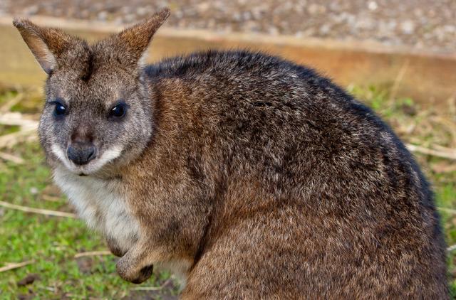 Search underway for missing pet wallaby in rural Oklahoma town