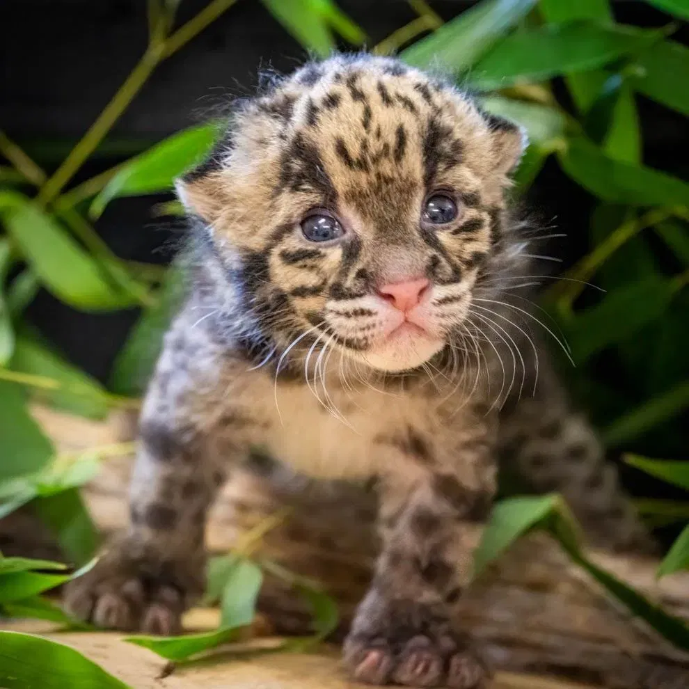 OKC Zoo Announces Birth of Adorable, Rare Clouded Leopard Kitten
