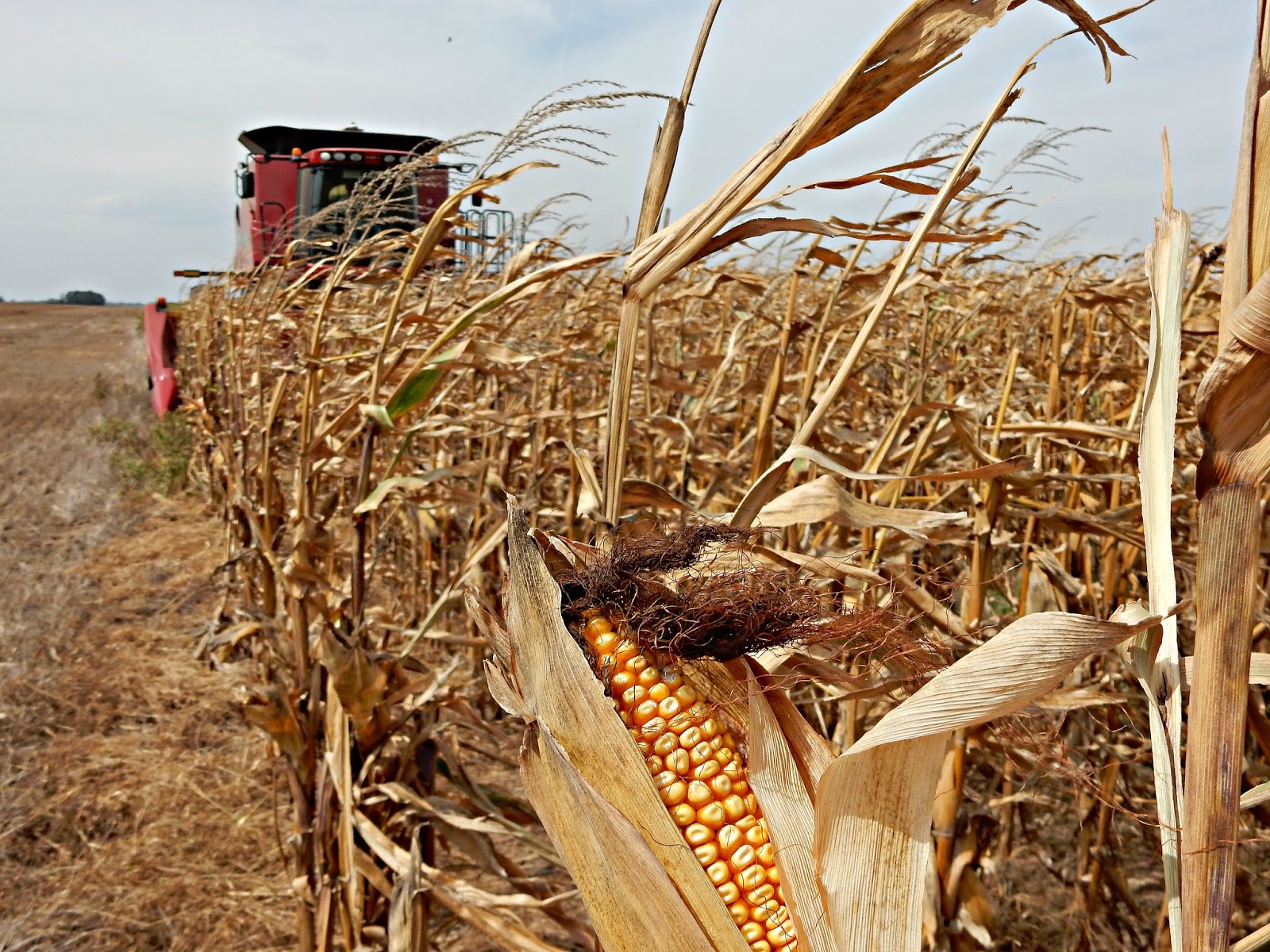 GREEN COUNTRY FARMERS CONCERNED ABOUT UPCOMING CORN HARVEST