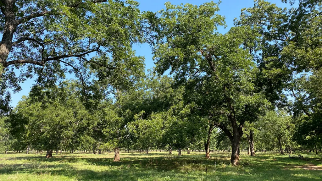 Oklahoma State University Extension Hosting Native Pecan Field Day to Promote Local Pecan Industry Growth