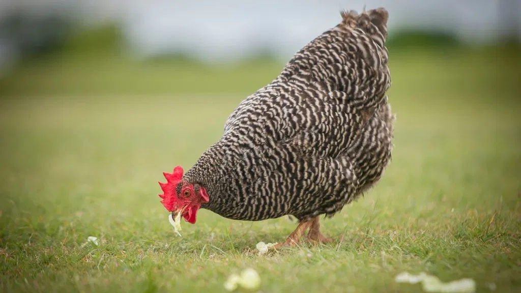 OSU Agriculture warns flock owners of avian influenza