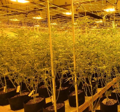 Marijuana Seized at Ponca City Marijuana Grow Operation