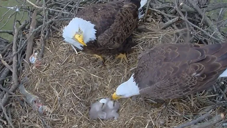Watch Bald Eagle Chicks Grow in Bartlesville Nest Via Livestream