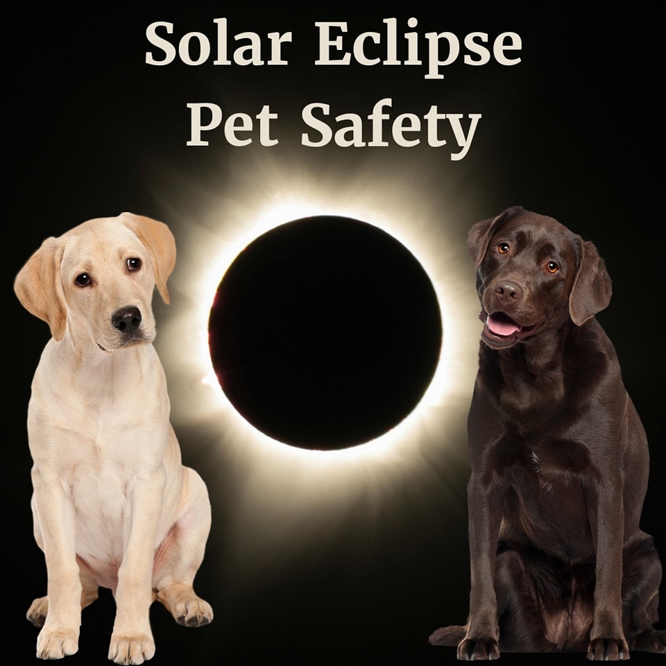 Keep Your Pets Safe During an Eclipse