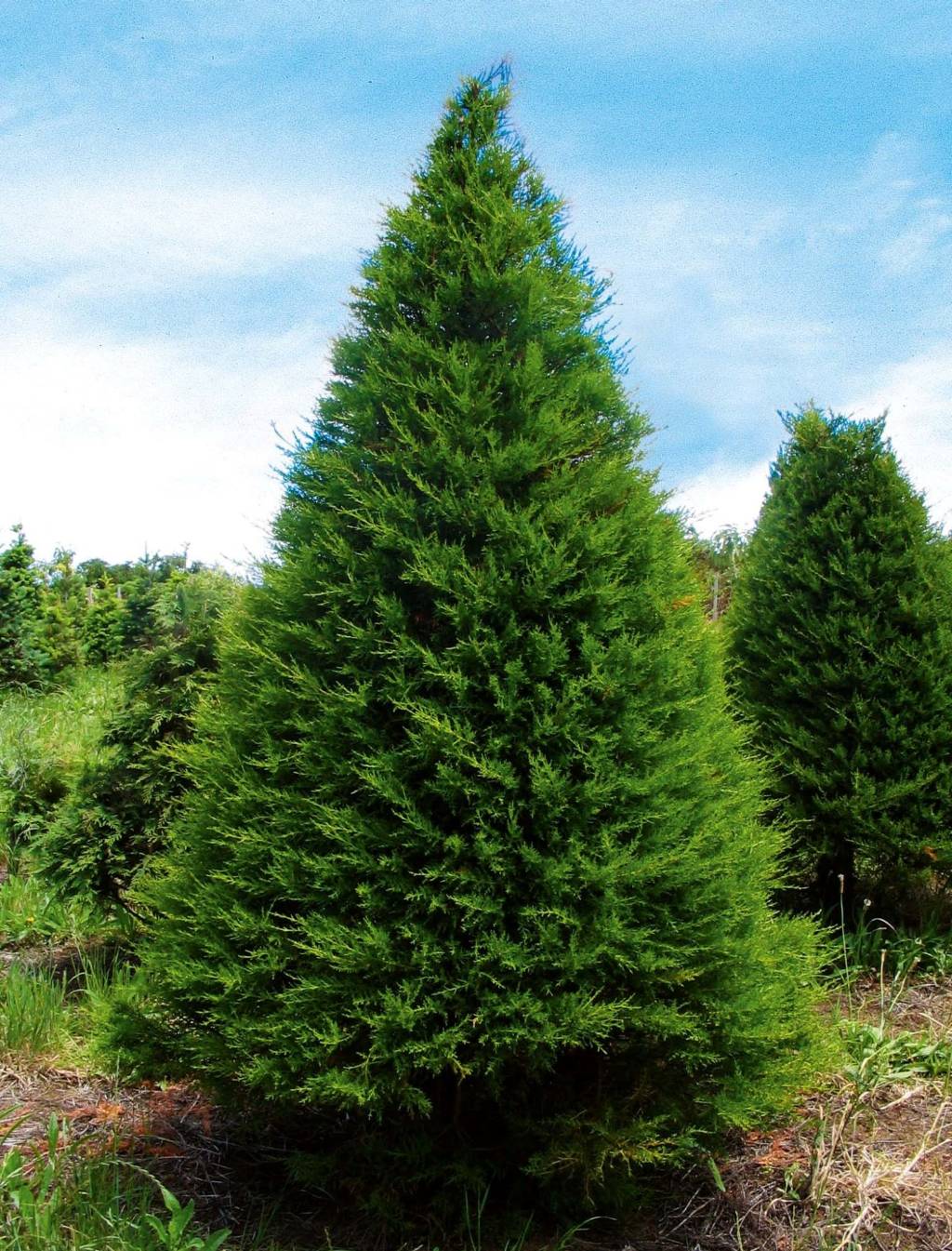 Christmas Tree Farms Open For The Season, Provide Festive Fun Across Oklahoma