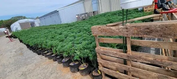 Senator Jech Holds Interim Study to Address Cleaning Up Abandoned Marijuana Grows