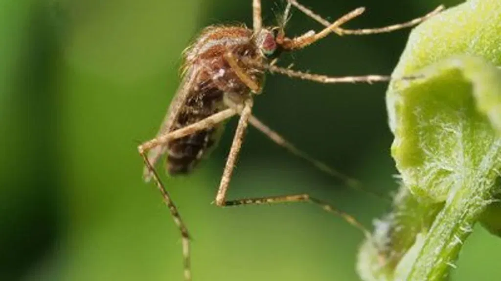Oklahoma County reports West Nile virus cases; officials advise on prevention measures