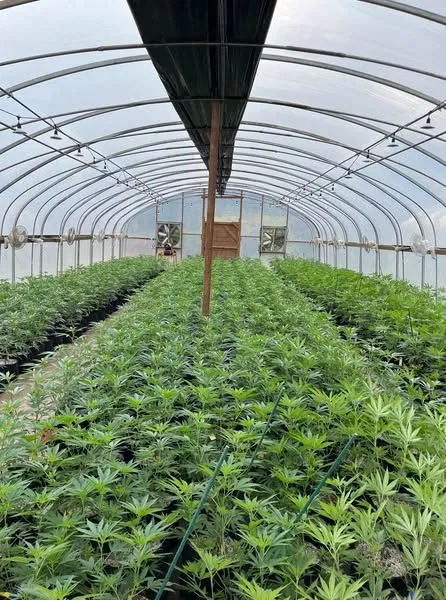 Two in ICE custody after thousands of plants seized in Chester marijuana bust