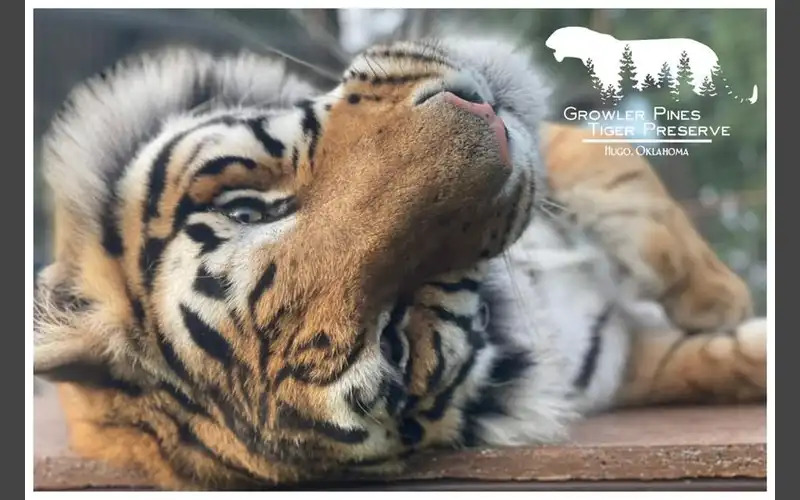 Caretaker killed in tiger-related accident at Hugo preserve