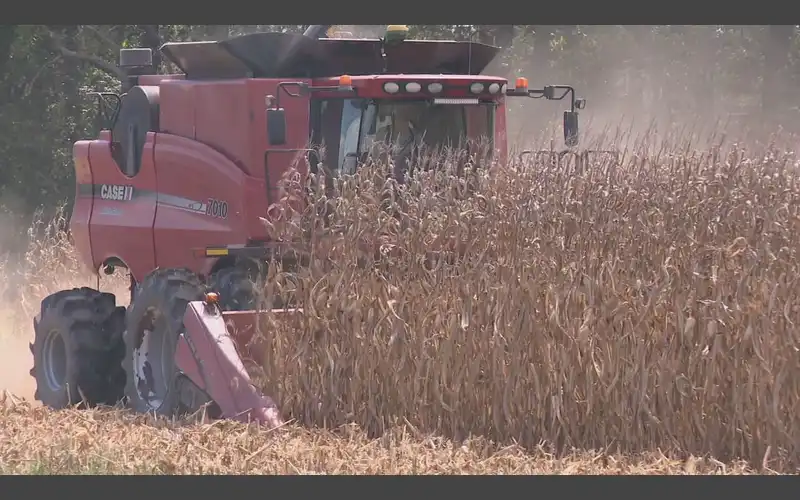 Arkansas farmers face 8% income drop in 2025 amid falling crop prices and bad weather