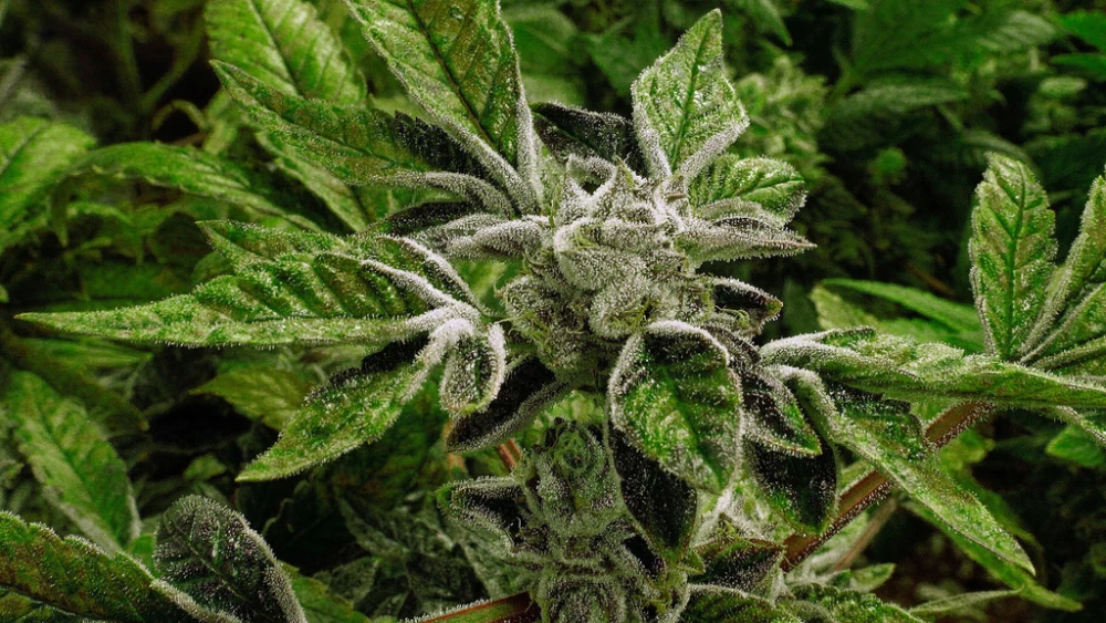 Medical marijuana reclassified as less dangerous drug in U.S. policy shift