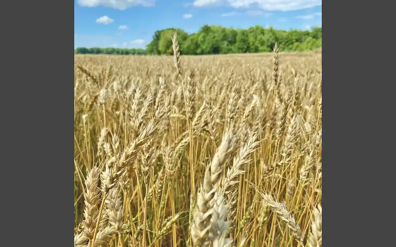 Bill Designating Wheat as Official State Crop Heads to Governor’s Desk