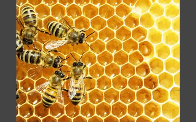 Help protect bees