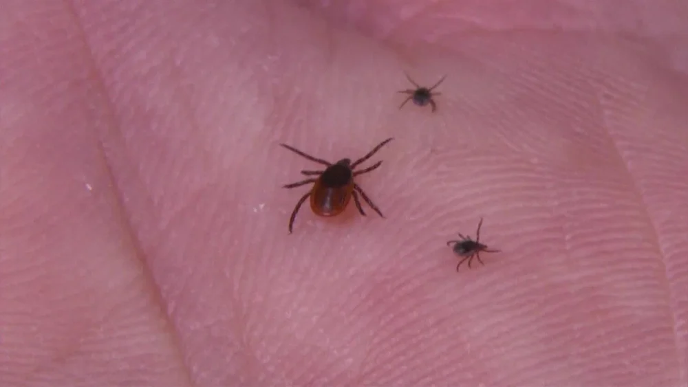 CDC reports increase in tick bite ER visits; Oklahoma experts stress prevention