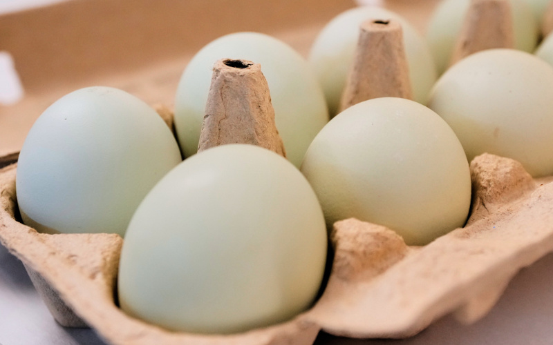 Salmonella outbreak tied to eggs has sickened 98 people since November