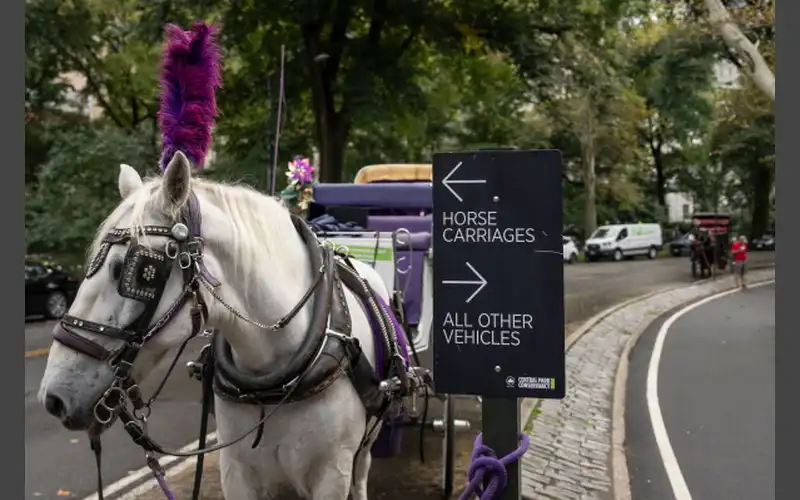 New York to ban Central Park’s horse-drawn carriages after teen’s death